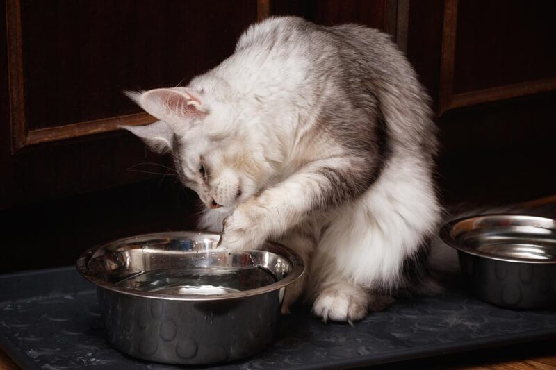Почему моя кошка пьет воду лапой? — biosalon